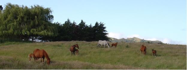 Horses grazing in a plush green field