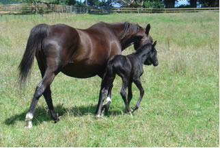 Mare with foal