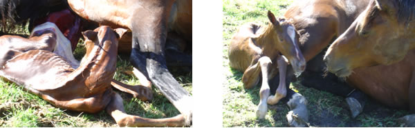 Foaling