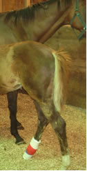 Foal with a bandage on his leg