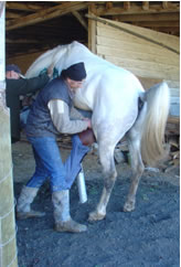 Rupert collecting from a Stallion